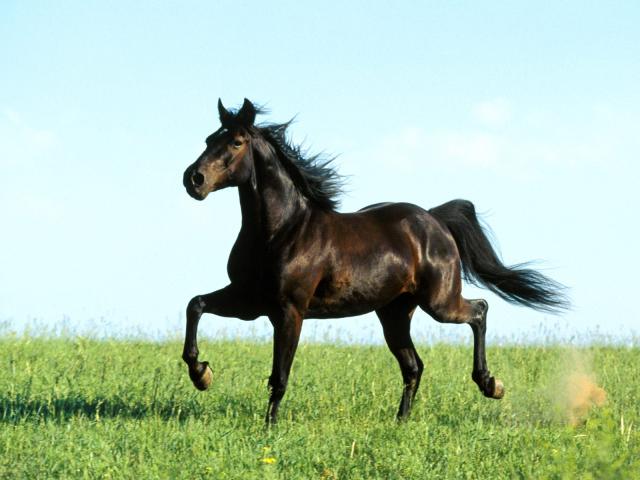 52-1600x1200-horse.jpg